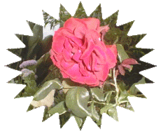 A ROSA DE ARGIVAI