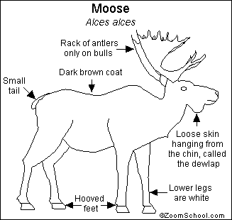 Pretty Moose