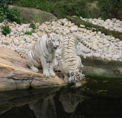 deformed white tiger pictures. They live in the grassy/swampy