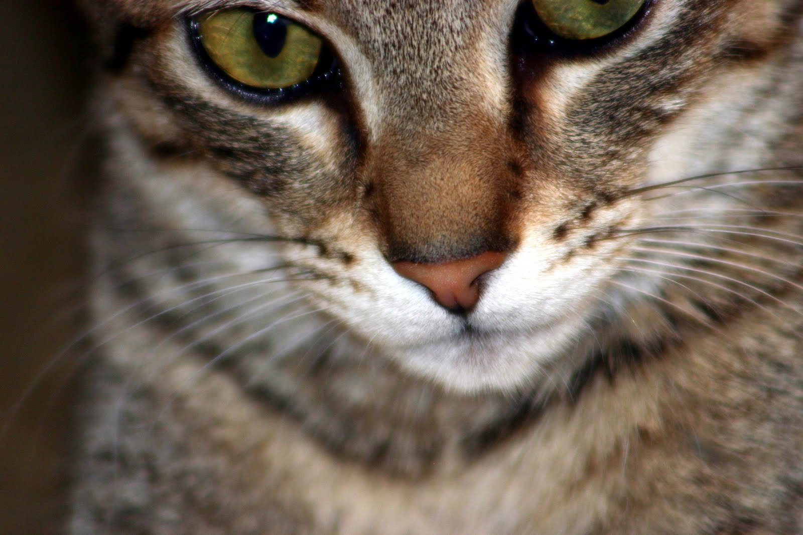 rencontre femmes marocaines pour mariage