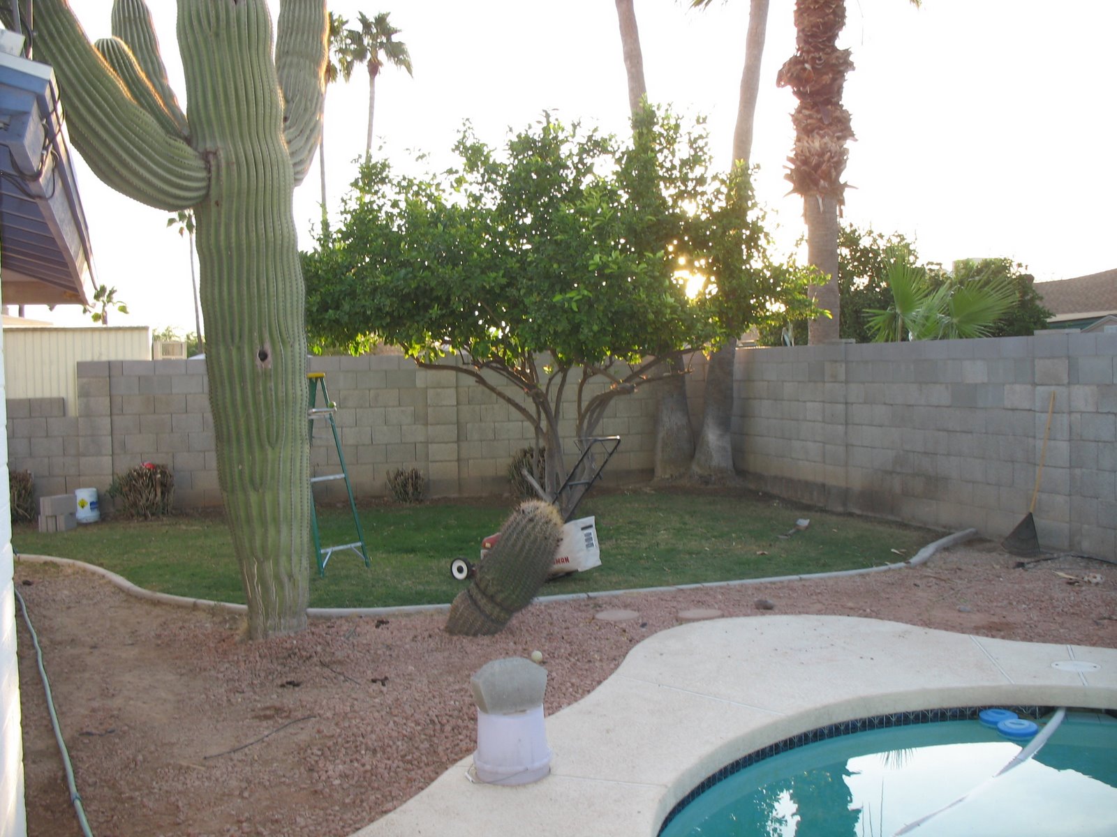 [before+backyard.JPG]