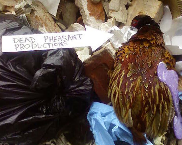 Dead Pheasant