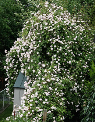 Cecile Brunner Climber