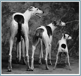 Forrest Park Pooches: BREEDS - ITALIAN GREYHOUND