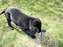 Zorro - flatcoated retriever 2008