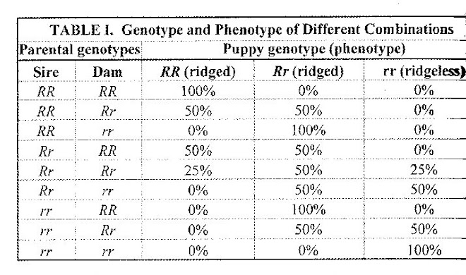 The Ridge Gene in Ridgebacks