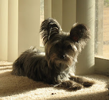 Our little Sadie. She is our three year old yorkie-poodle mix.