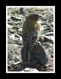 <strong>Rare & unusual Sightings of 2010<strong></strong></strong>