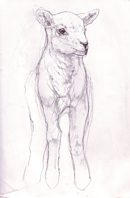 Lamb Sketch