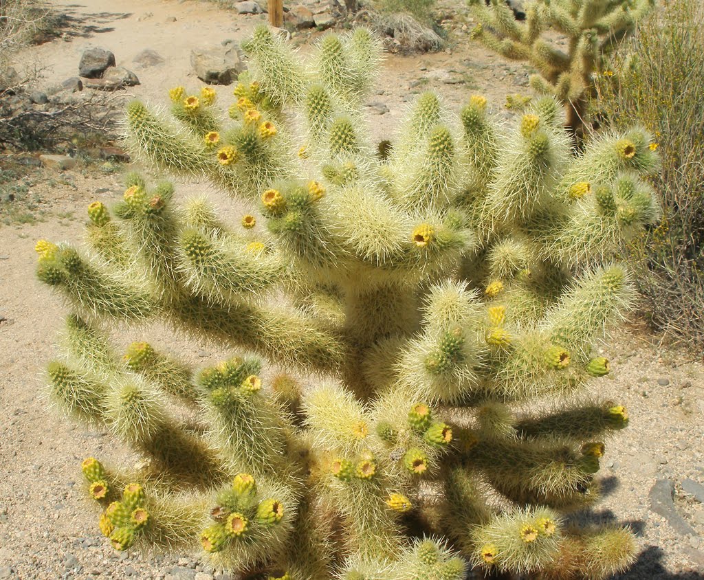 Cholla Cactus