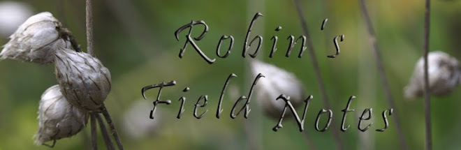 Robin's Field Notes
