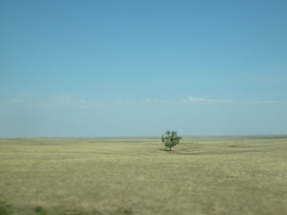 One Lonely Tree