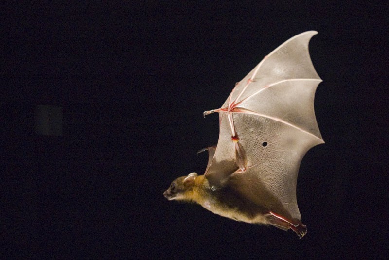 hey little bat! Why Bats are So Amazing, Important & Misunderstood