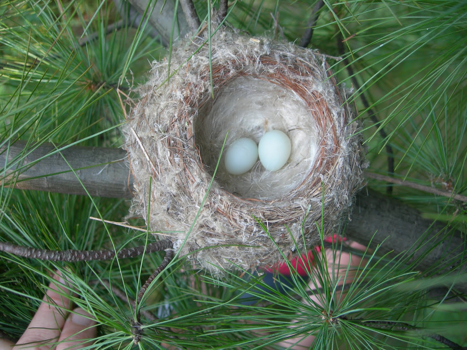 American Goldfinch (Spinus tristis) Nest | Bird eggs, Birds, Goldfinch