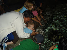 Touching Sting Rays