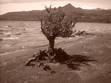 bonsai en la playa de coñaripe