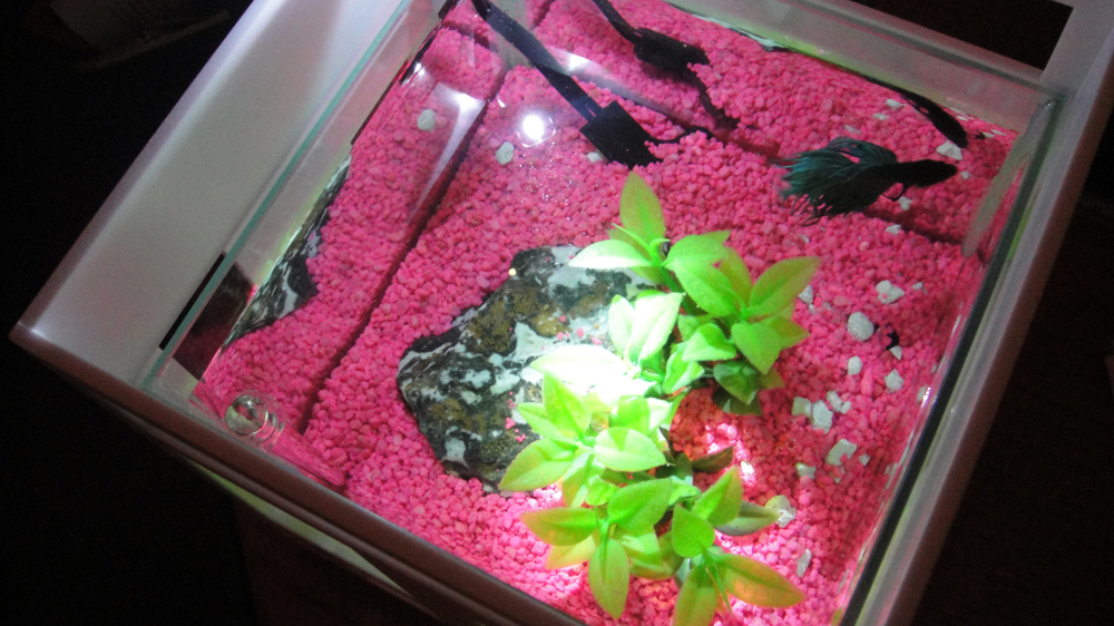 G Bruce Stratton Architects Here he is, our new Pet Fish!