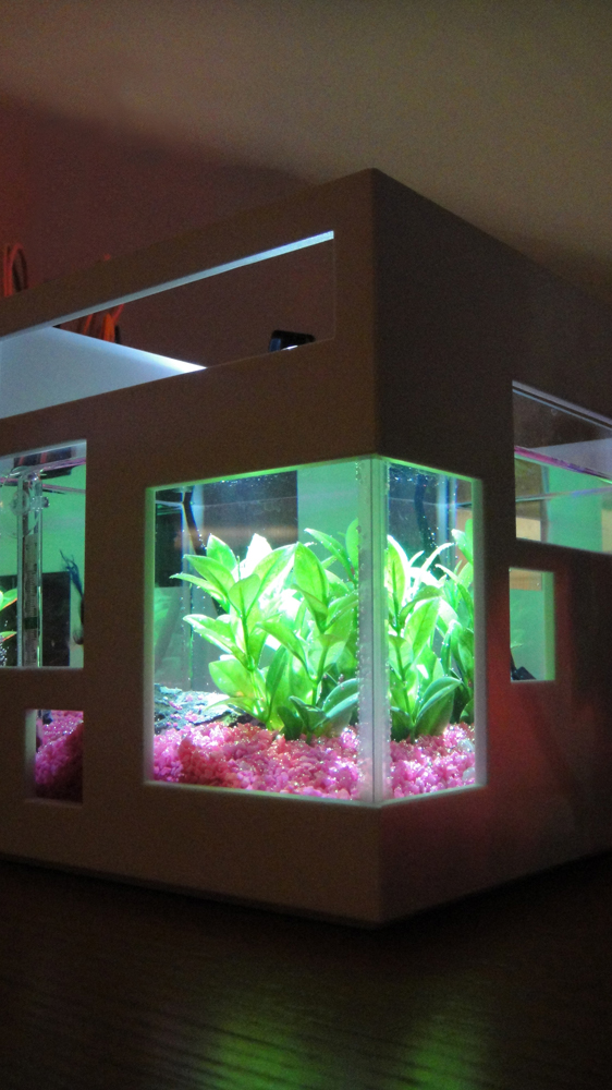 G Bruce Stratton Architects Here he is, our new Pet Fish!