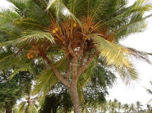 JOIN UNDER D/LINE AKTIF KLIK DIBAWAH..