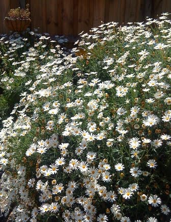 [daisy+bushes+1.jpg]