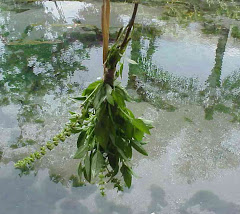 MIRI TAHITI (Tahitian Basil) also used in Tahitian Traditionnal Medecine