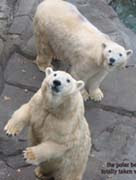 photo of two polar bears looking up from their enclosure at Sophie