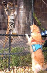 photo of Sophie standing on her hind legs on a chain link fence, and orange tiger mimicking by standing on her hind legs in her cage