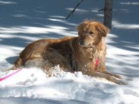 photo of Sophie relaxing in the snow like she does it every day of her life