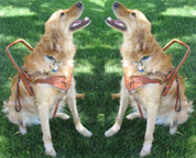 trick photography of Sophie in her harness looking right with a duplicate image looking to the left