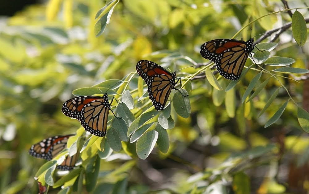 Birding Berrien and Beyond Butterflies of Virginia