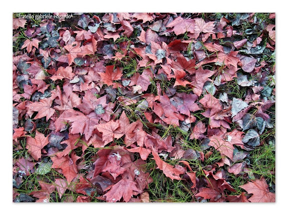 alfombra del otoño