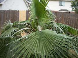 February 4, 2011 Ice Storm