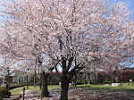 Sakura in Tokyo, April 2010