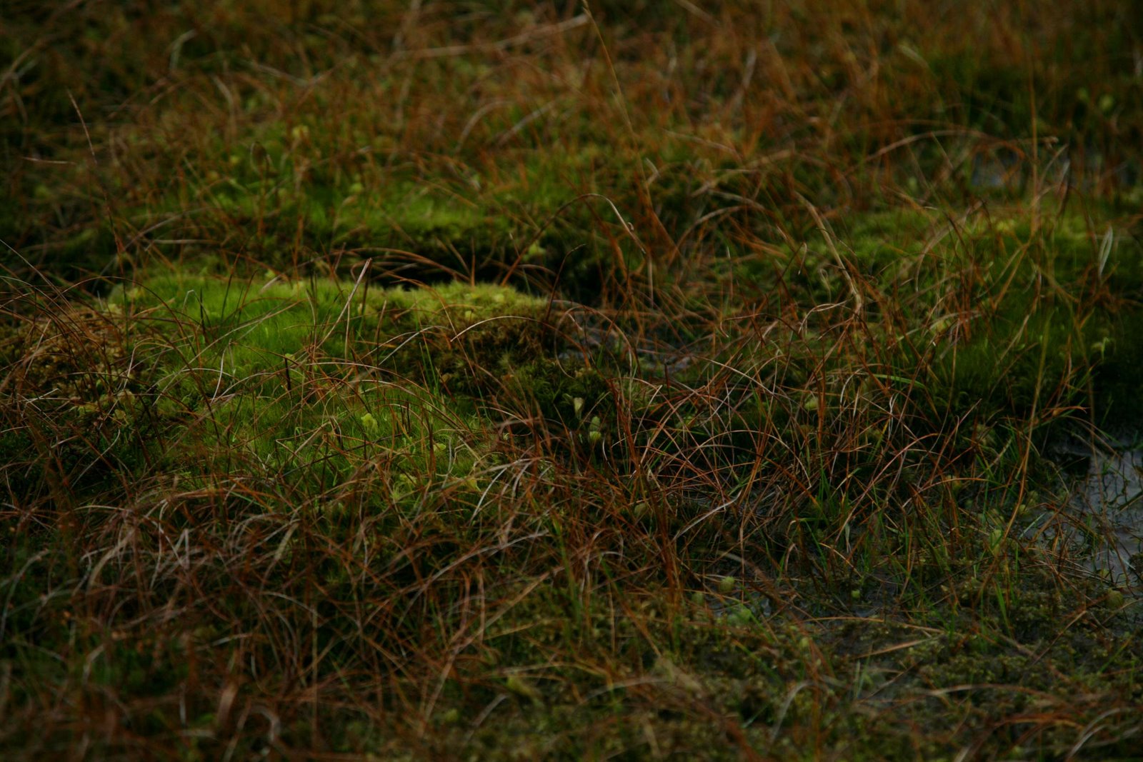 [water-moss.jpg]