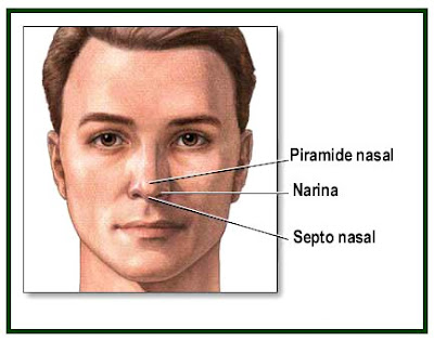 cavidade nasal