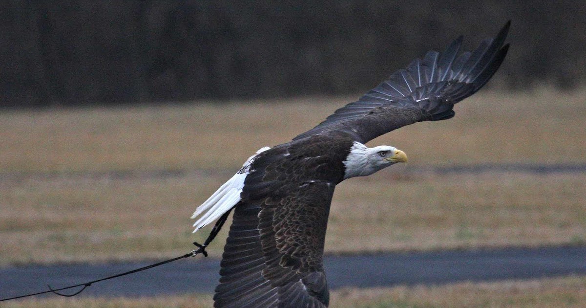 World Bird Sanctuary World Eagle Day
