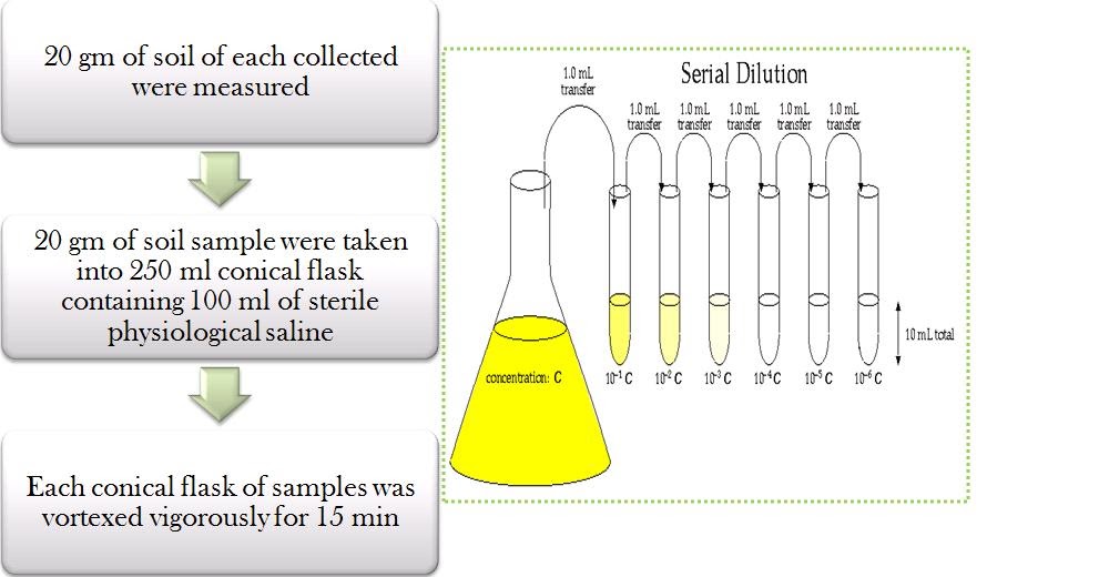 Isolation & Identification of Streptomyces spp. Step II Preparation