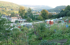 Allotments Newbridge