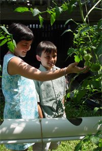 Tomato Admirers