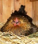 Fluffis