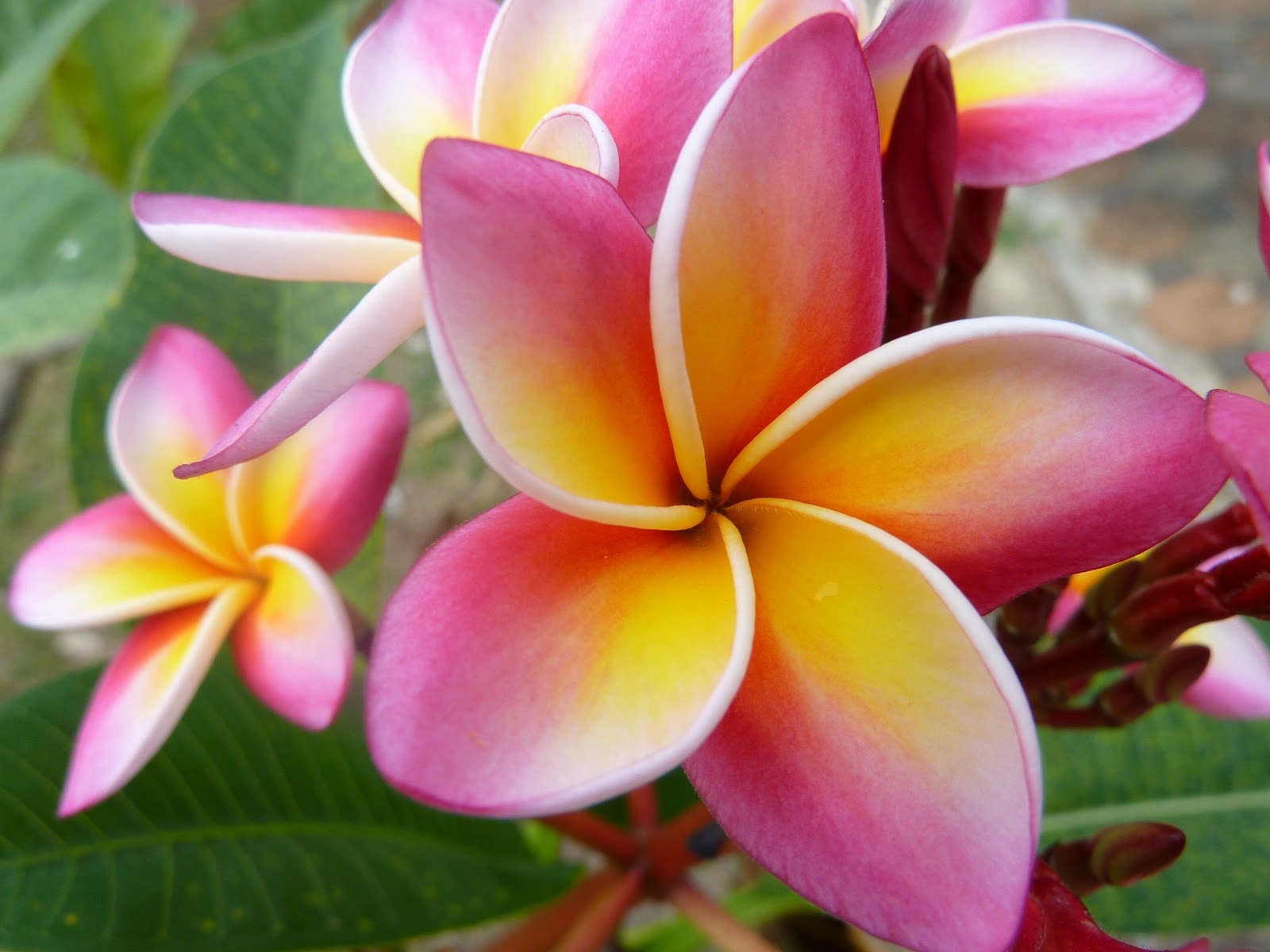 Thai Flower Thai Flower