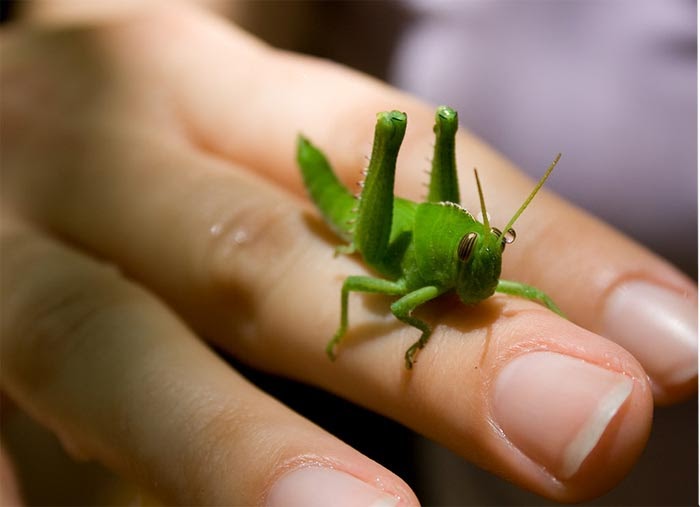 РАЗВИТИЕ РЕБЕНКА Слова песни "В траве сидел кузнечик