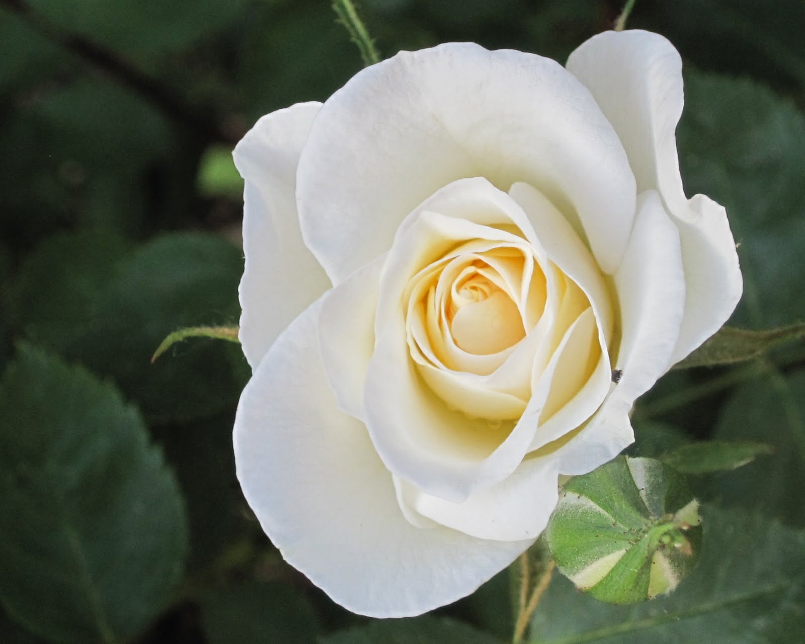 Burlap+to+cashmere+daisies+and+roses