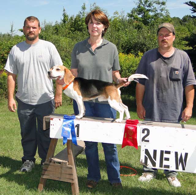 BORNTOTRACK BLOG Just Beagles! The New Scotland Beagle Club SPO Trial