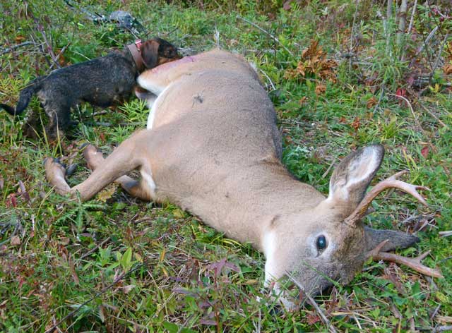 Wounded Deer