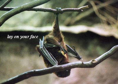 Lay On Your Face