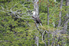 An American Bald Eagle