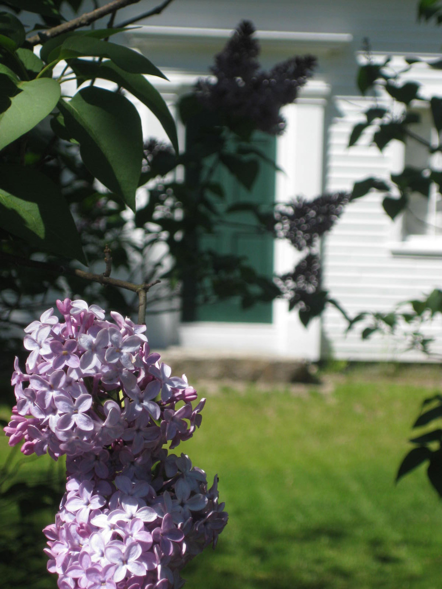 THE DOWNEAST DILETTANTE Intermission When Lilacs Last in the Dooryard