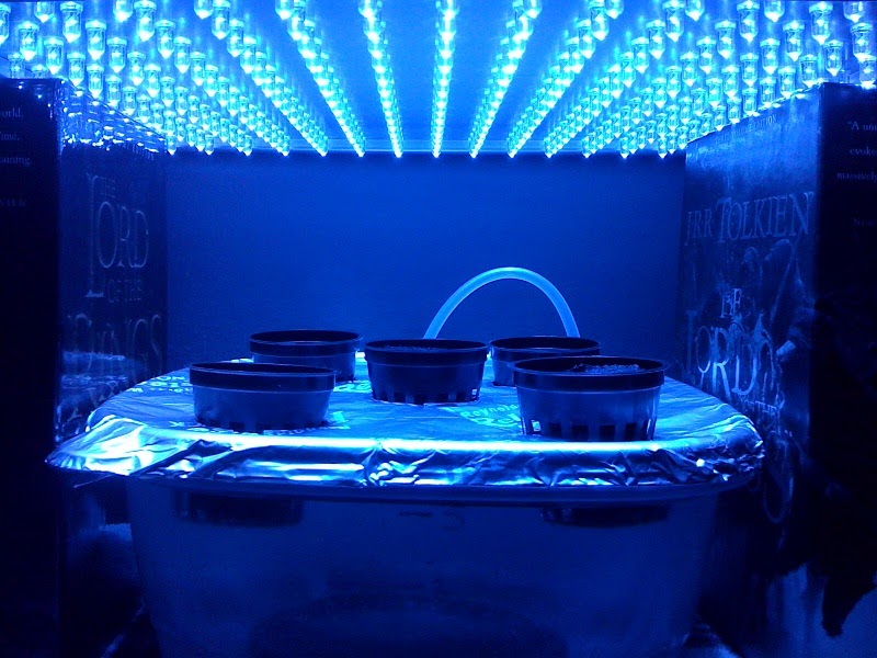 The Bucket Farm New Project LED Lighting Experiment