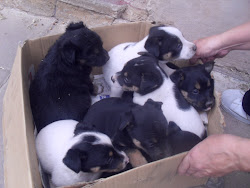 6 CACHORRITOS ADOPTADOS